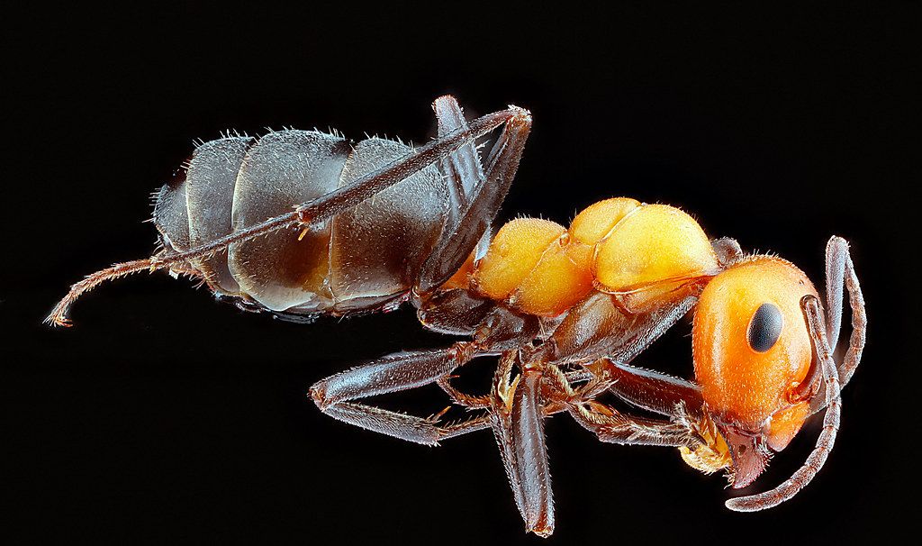 Ant Control service in Troy, NY