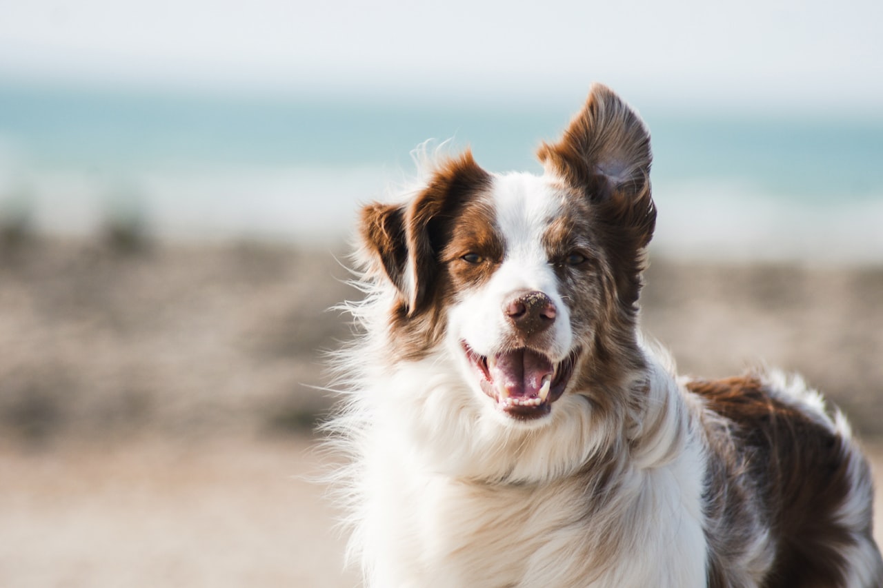 Flea & Tick Control service in Troy, NY
