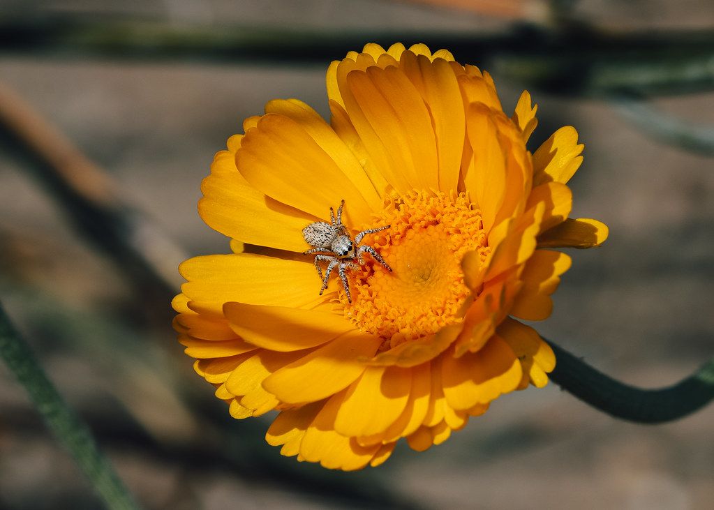 Spider Control service in Troy, NY